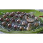 kwartel eitjes in smart