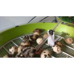 kwartels in fiem smart broedmachine