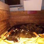 infrarood paneel  bij pups