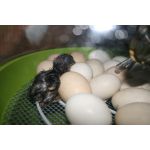 kuiken in fiem smart broedmachine