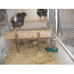 aluminium drinkbak kippen lagedruk