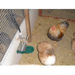 aluminium drinkbak met groene laag