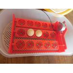 keersysteem budget broedmachine