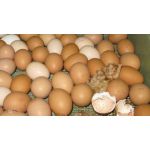 kuikens in een Fiem Cosmo broedmachine