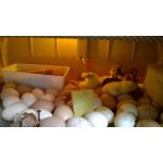 Eieren in de Cosmo op basisschool Cosmo broedmachine KTA GITBO te Keerbergen België1