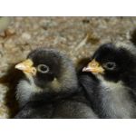 11 Kuiken komt uit het ei in een Fiem Cosmo broedmachine