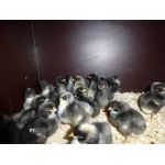 12 Kuiken komt uit het ei in een Fiem Cosmo broedmachine