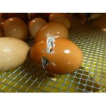 2 Kuiken komt uit het ei in een Fiem Cosmo broedmachine