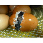 4 Kuiken komt uit het ei in een Fiem Cosmo broedmachine