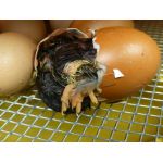 6 Kuiken komt uit het ei in een Fiem Cosmo broedmachine