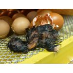 8 Kuiken komt uit het ei in een Fiem Cosmo broedmachine