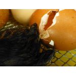 10 Kuiken komt uit het ei in een Fiem Cosmo broedmachine