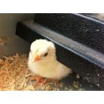 kuiken onder warmteplaat