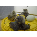 Broedmachine met kuikens van brinsea