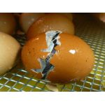 3 Kuiken komt uit het ei in een Fiem Cosmo broedmachine