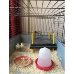 warmteplaat 2 kuikens