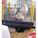 warmteplaat met kuikens