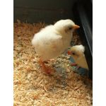 warmteplaat met kuikens