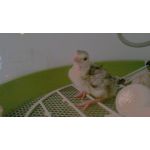 broedmachine fiem smart met fazanten eieren