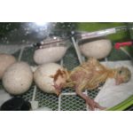 fiem smart fazanten kuiken