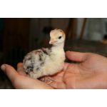 kuiken uit een fiem smart broedmachine