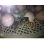 kuikens pikken het ei aan in een fiem smart broedmachine