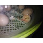 kuikens komen uit het ei in een fiem smart broedmachine