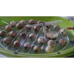 fazanten eieren in een fiem smart broedmachine