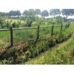 konijnengaas onze wei klein