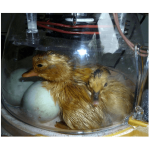 Broedmachine brinsea mini advanced