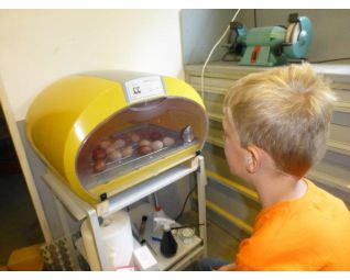 Kleinzoon Kevin kan niet wachten tot de kuikens uitkomen :)