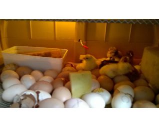 Eieren in de Cosmo op basisschool Cosmo broedmachine KTA GITBO te Keerbergen België1