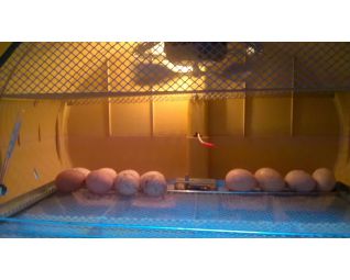 Eieren in de Cosmo op basisschool Cosmo broedmachine KTA GITBO te Keerbergen België