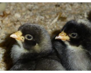 11 Kuiken komt uit het ei in een Fiem Cosmo broedmachine