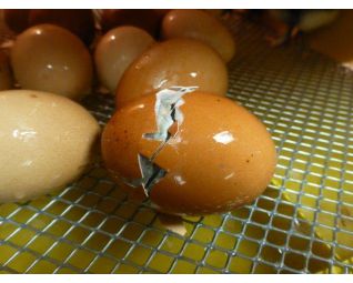 2 Kuiken komt uit het ei in een Fiem Cosmo broedmachine