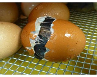 4 Kuiken komt uit het ei in een Fiem Cosmo broedmachine