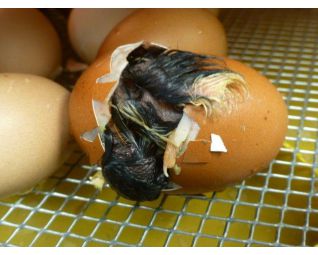 5 Kuiken komt uit het ei in een Fiem Cosmo broedmachine