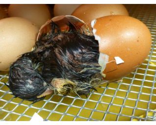 7 Kuiken komt uit het ei in een Fiem Cosmo broedmachine