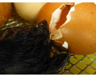 10 Kuiken komt uit het ei in een Fiem Cosmo broedmachine