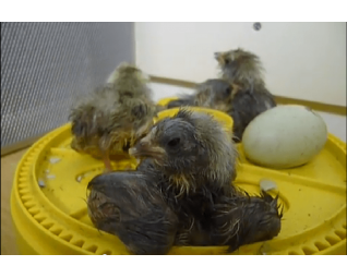 broedmachine brinsea mini advanced met kuiken