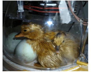 Broedmachine brinsea mini advanced