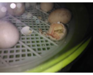 kuikens komen uit het ei in een fiem smart broedmachine
